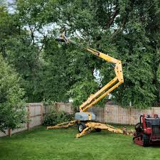 Trusted Rockledge, PA Tree Services Experts